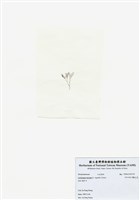 藏品(匍匐擬石花)的圖片